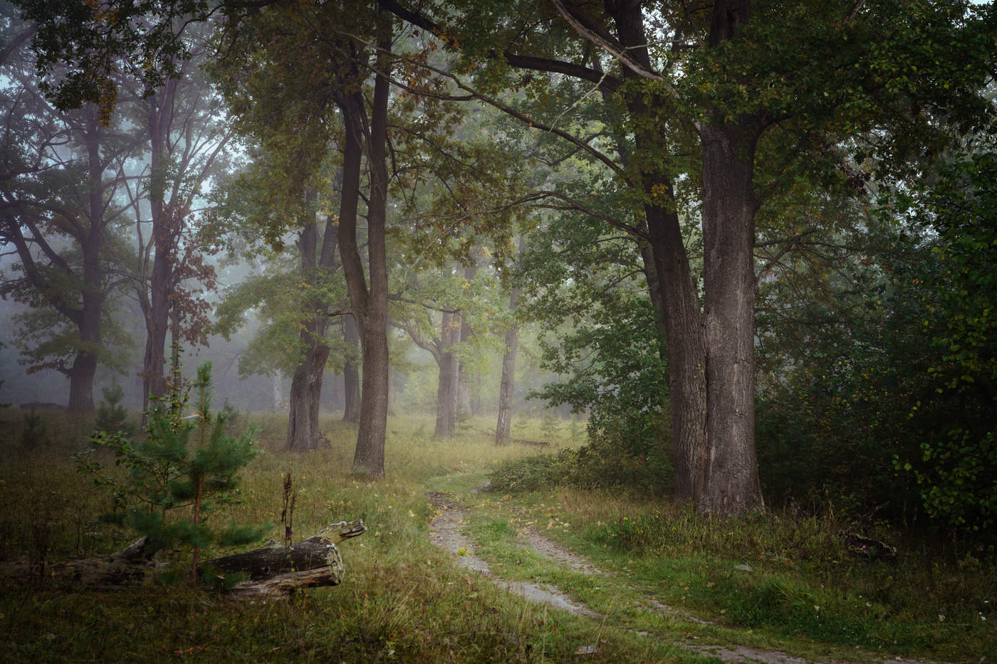 Die ersten Tage des Herbstes