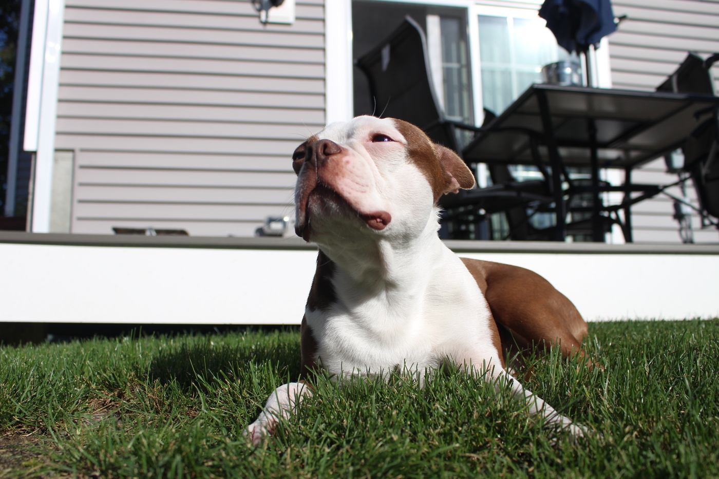 Tyson in the sun