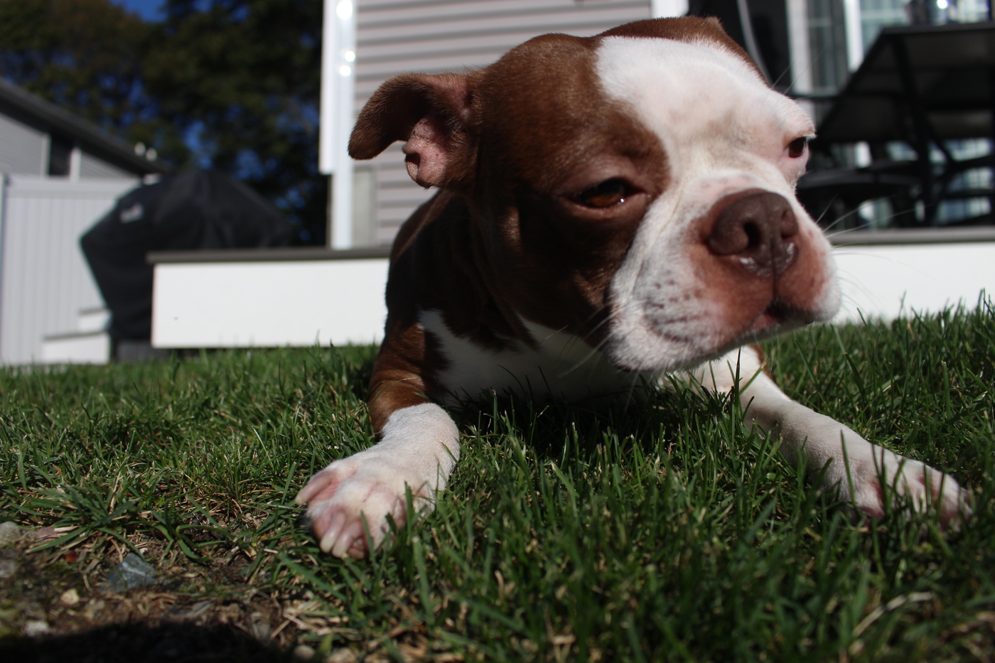 Tyson in the sun #6