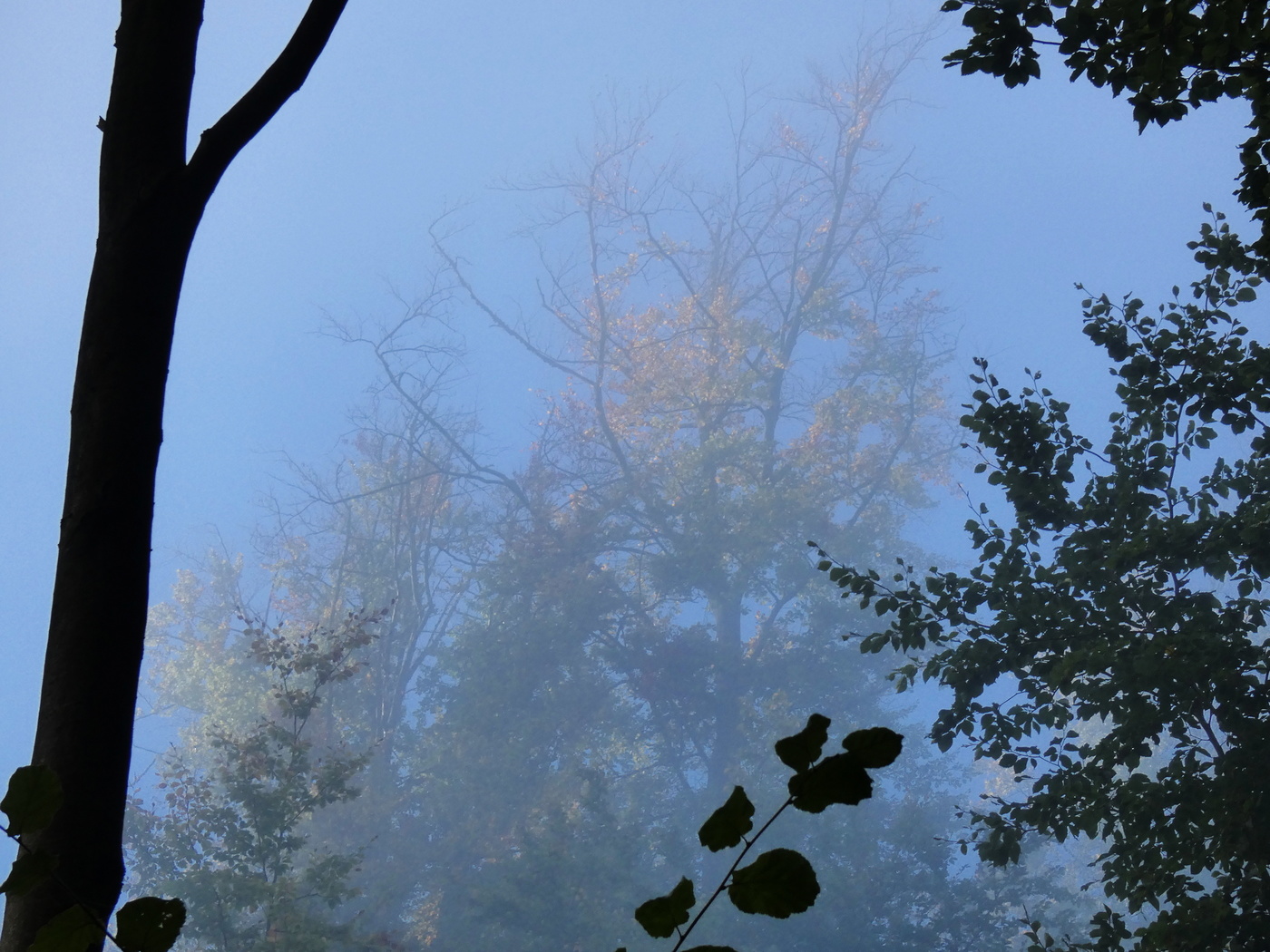 der Nebel, das Licht und der Wald