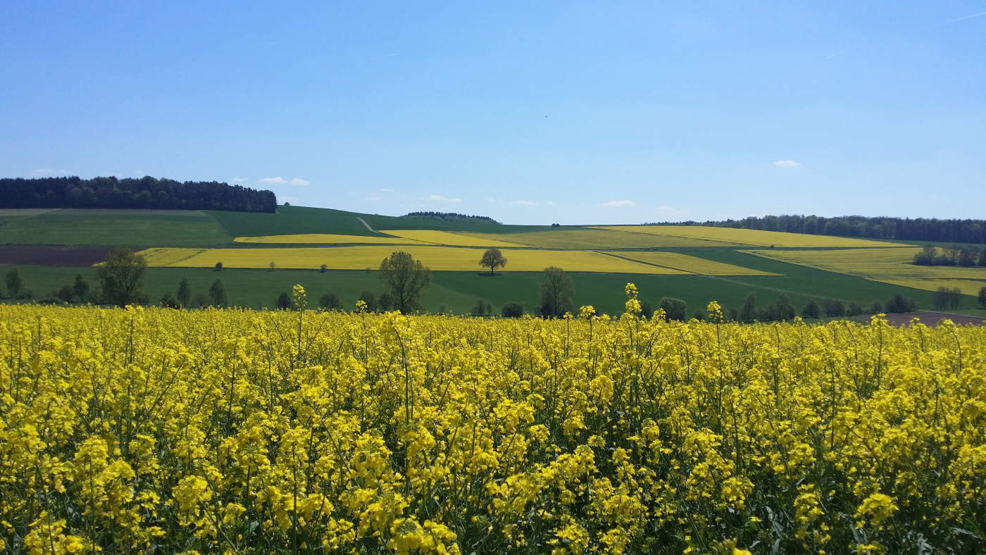 Canola fields