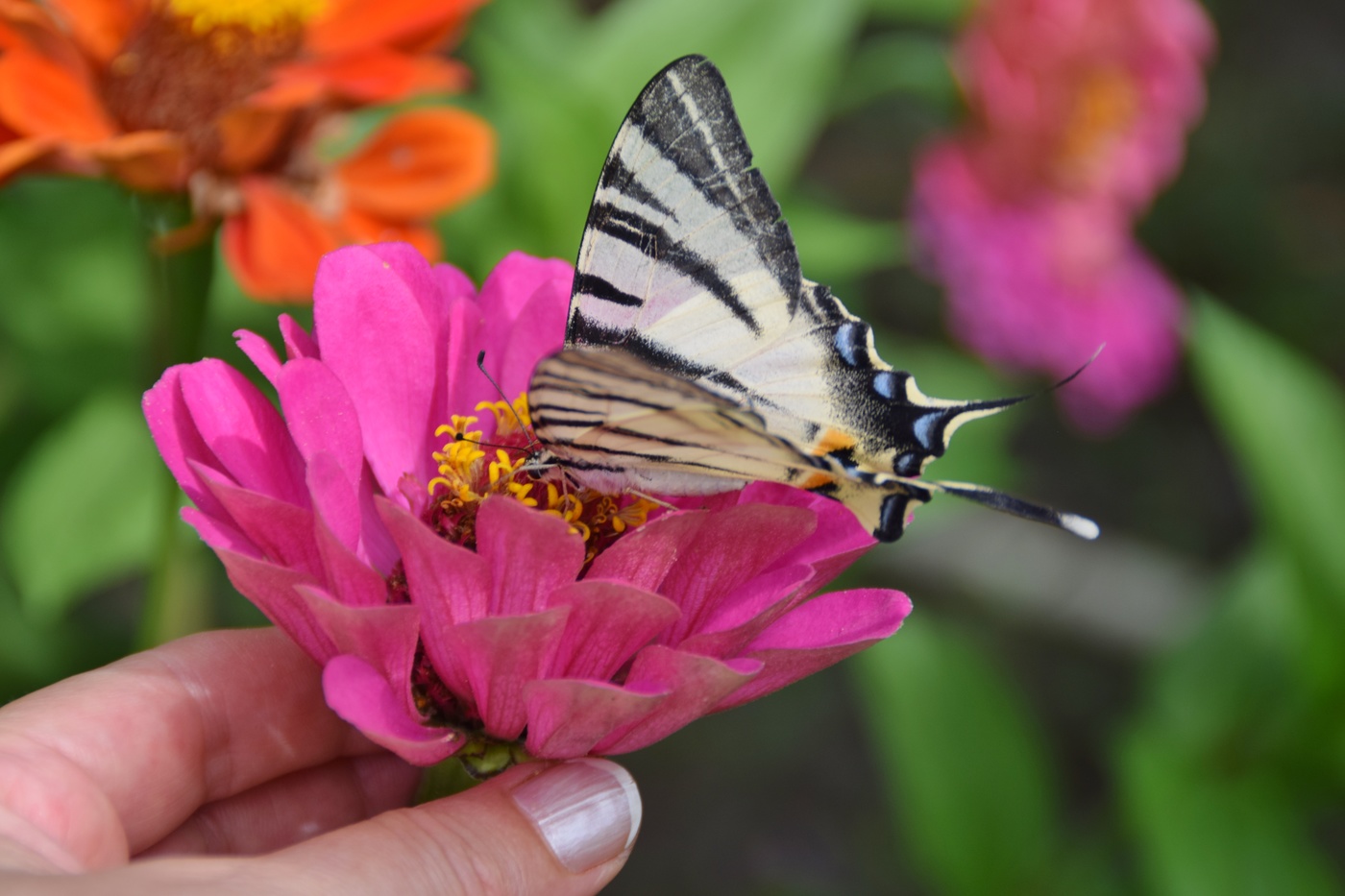 butterfly on flower
