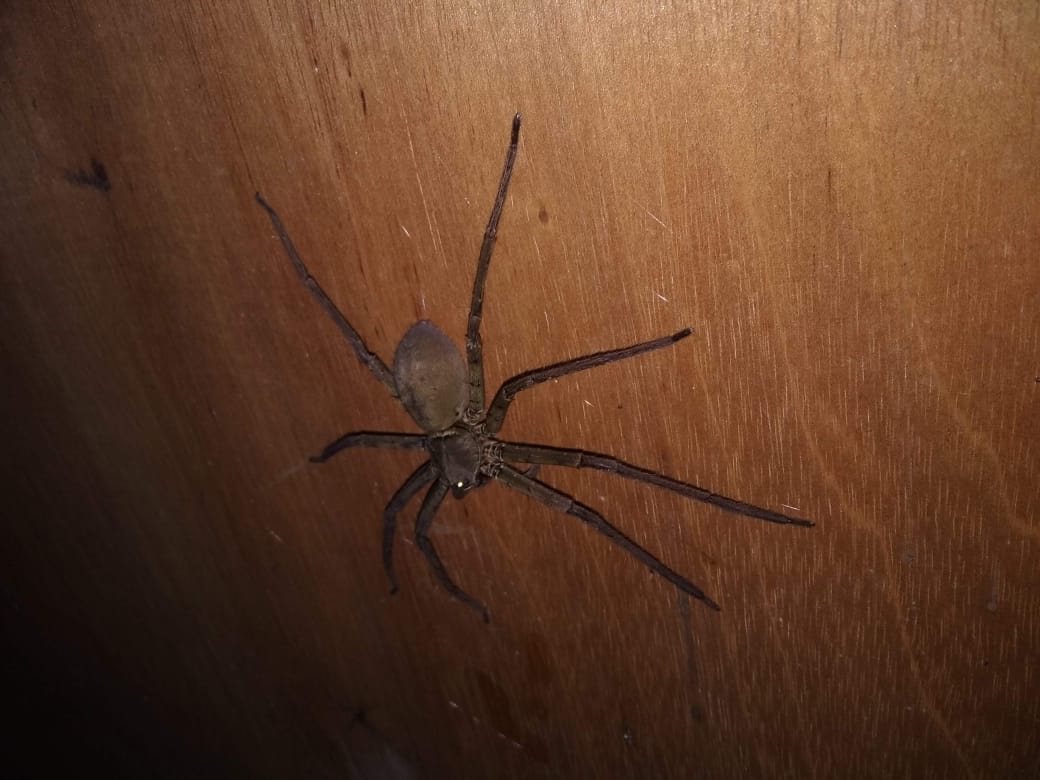 The Spider on the Wall