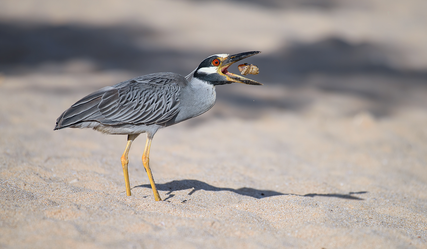 Yellow-crowned Night Heron