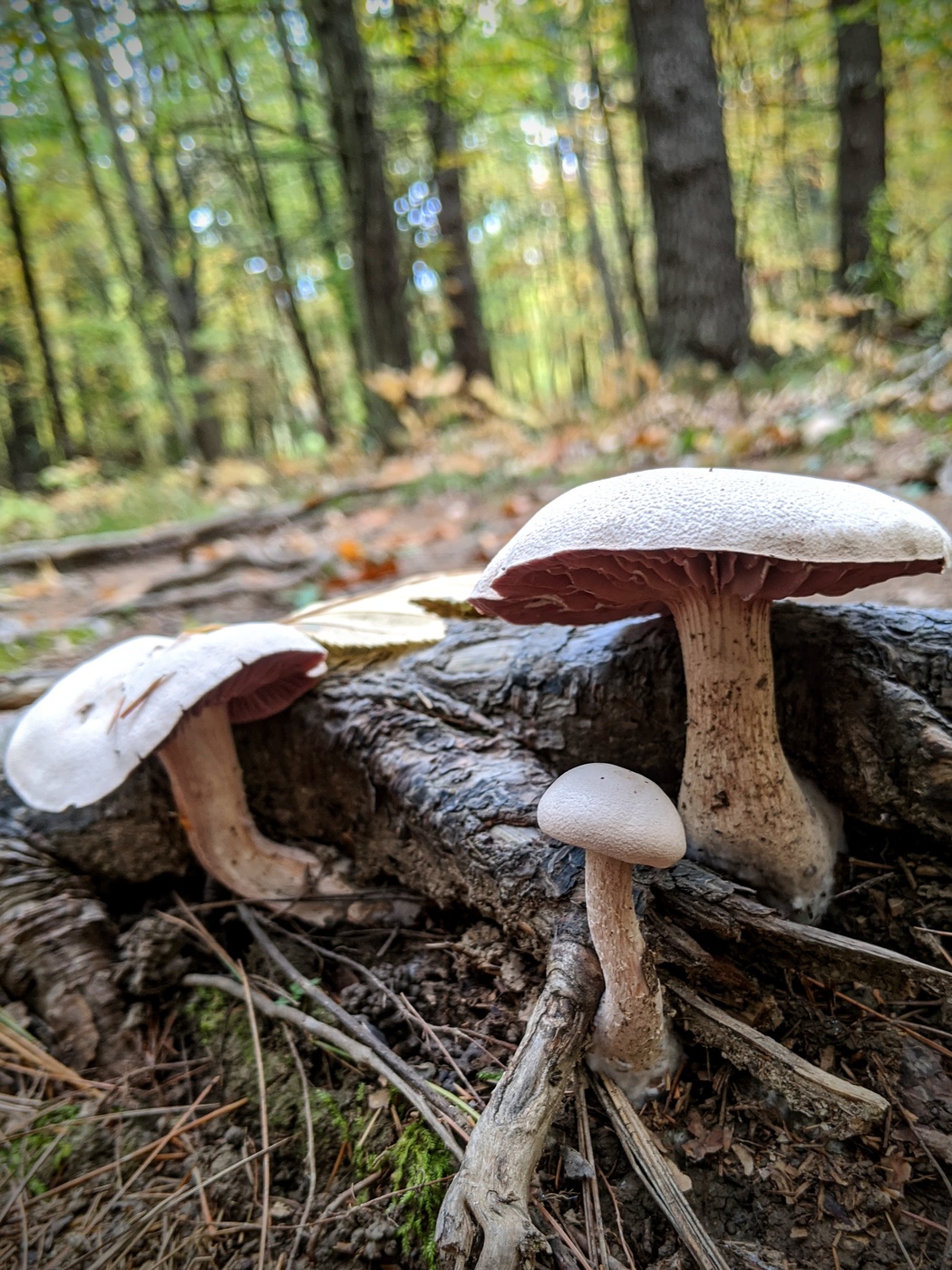 Family of Mushrooms