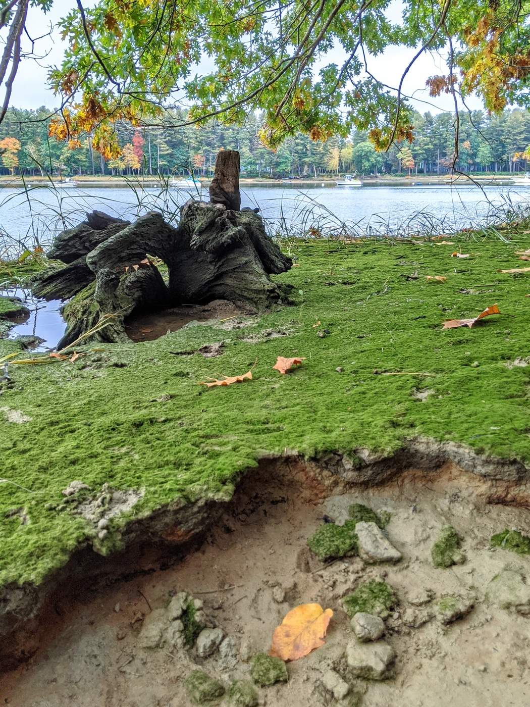 Contrasting Natural Colors