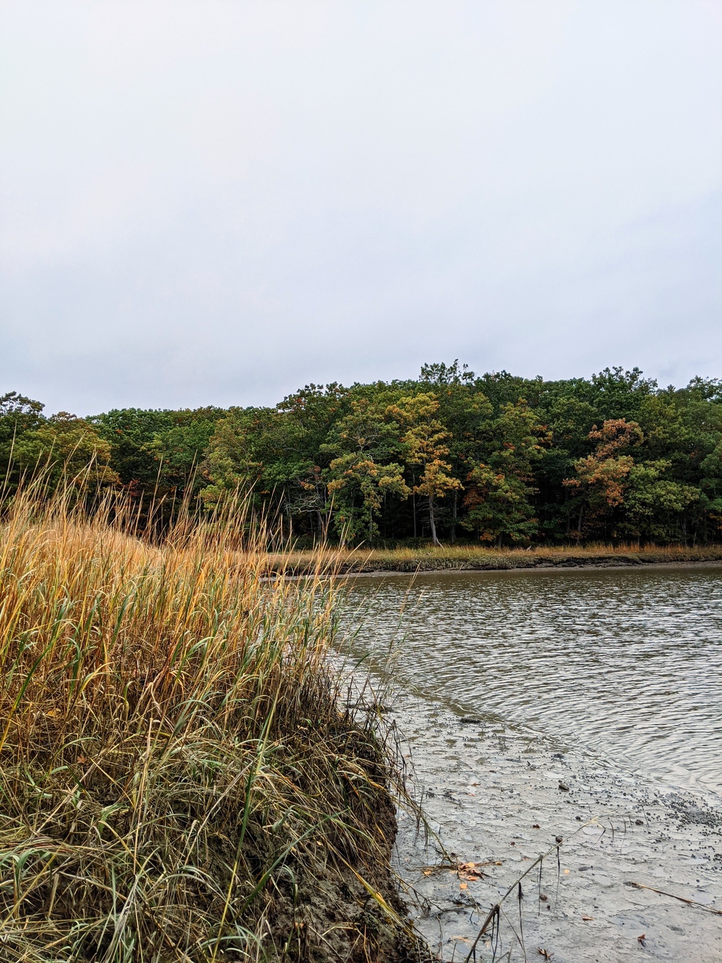 Fall Foliage Through the Grass