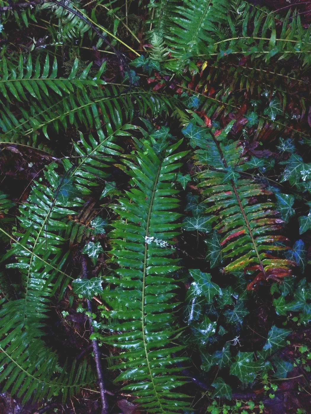 Oregon Fern