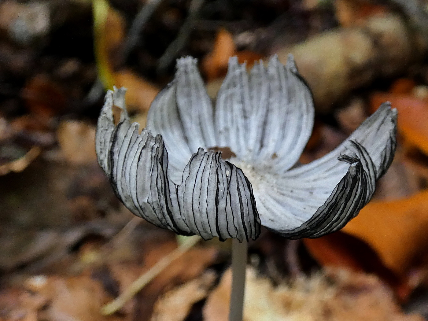 ein Pilz, wie eine Blume