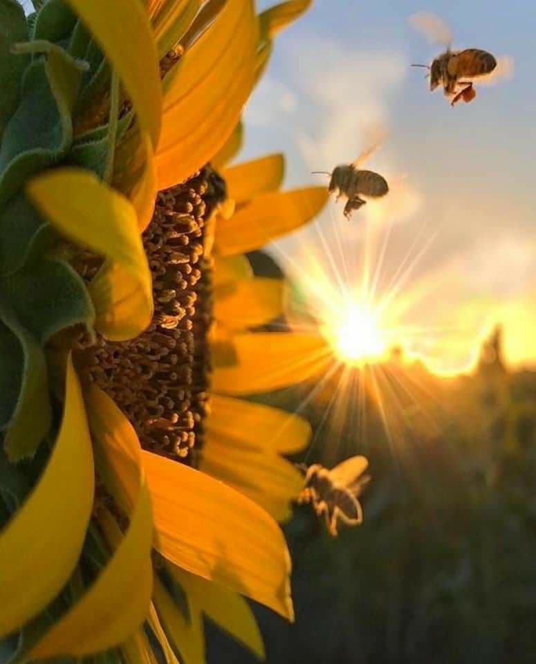 Sunflower and bees