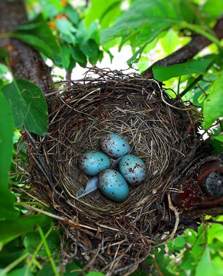 Bird eggs