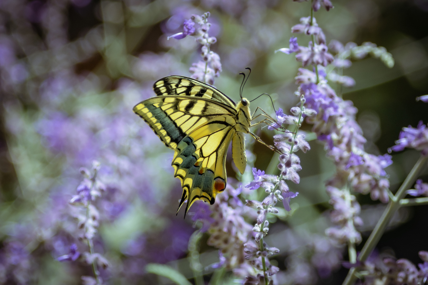 Mariposa PAPILIONIDAE