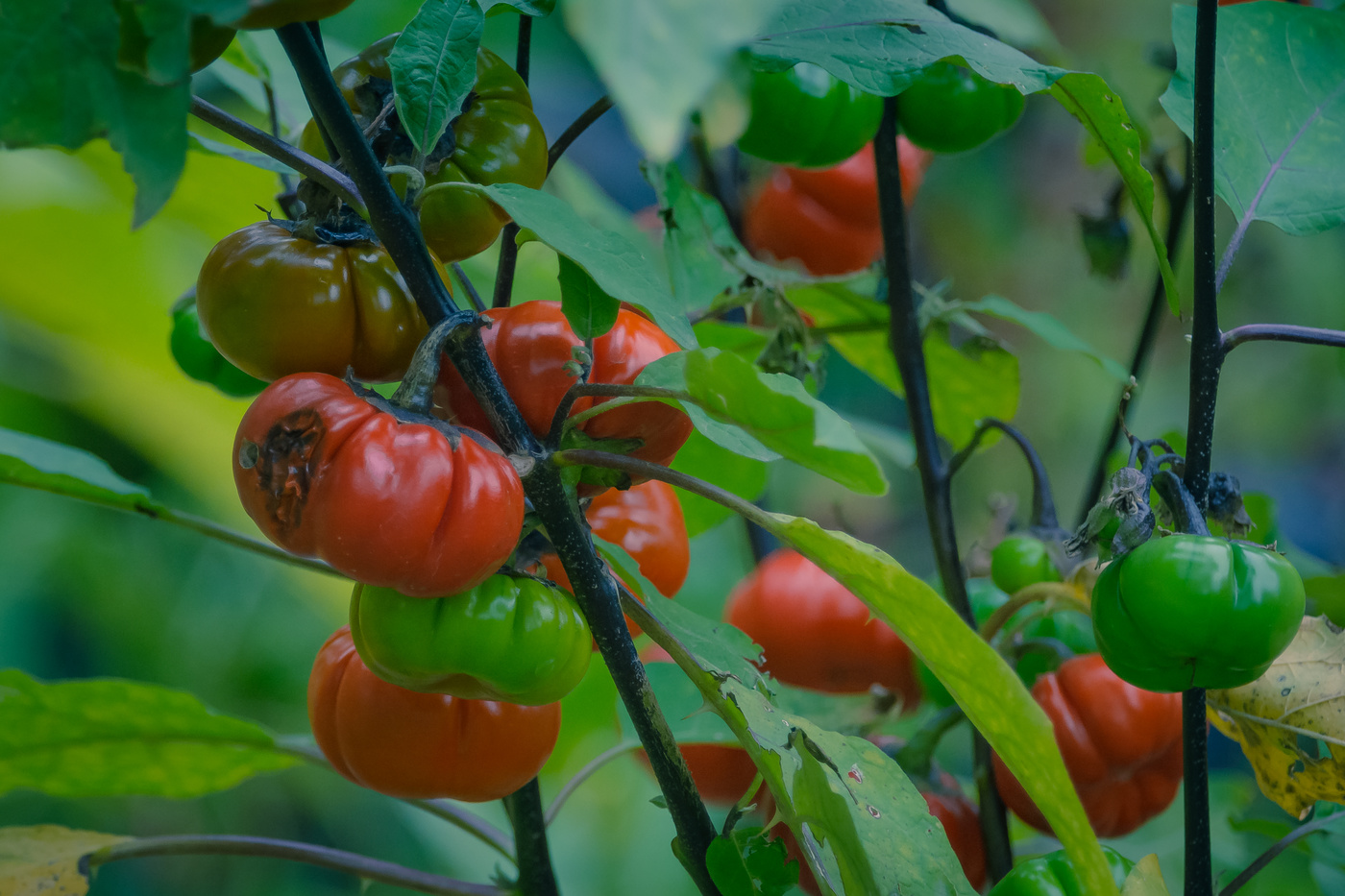 Tomates de la huerta