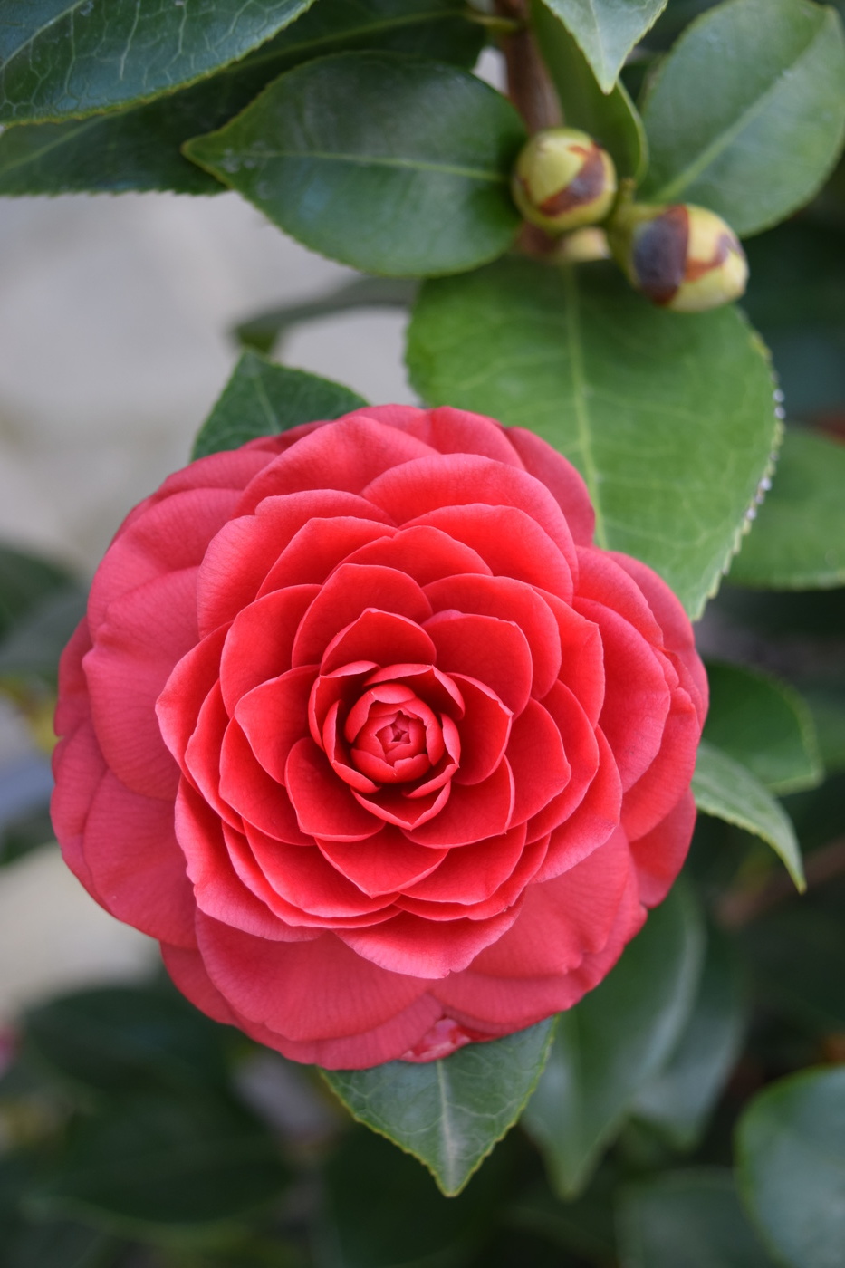 red camellia flower