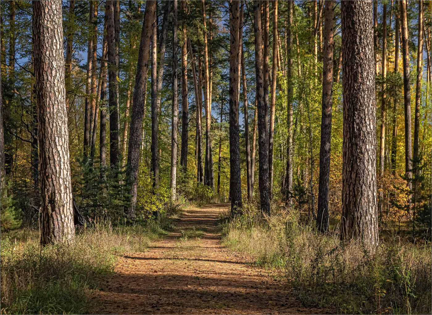 In einem Kiefernwald