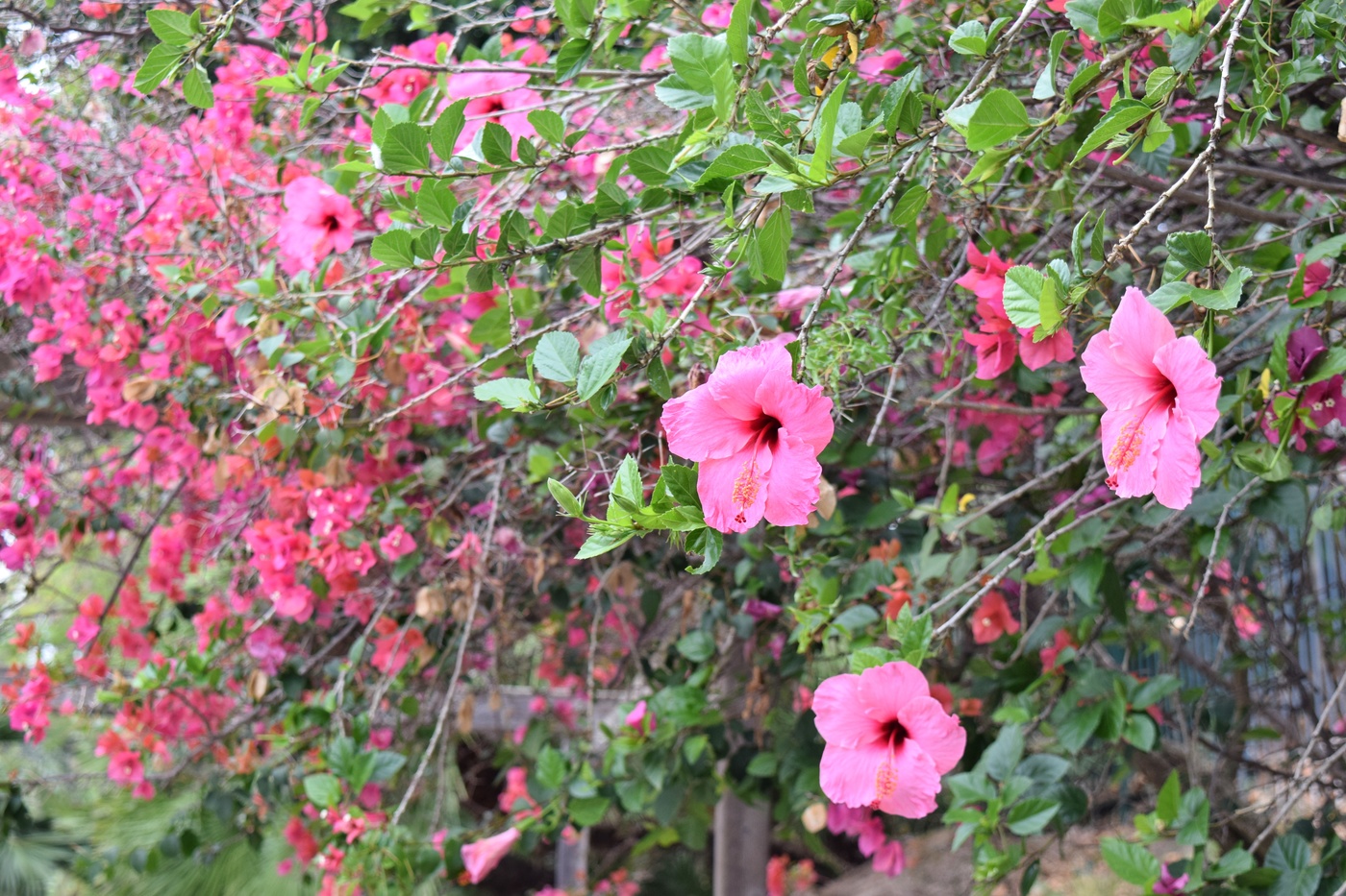 pink hibiscus flowers and bougainvillea
