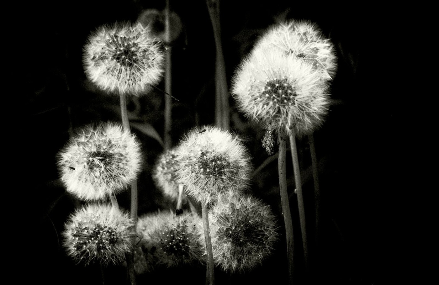 Taraxacum