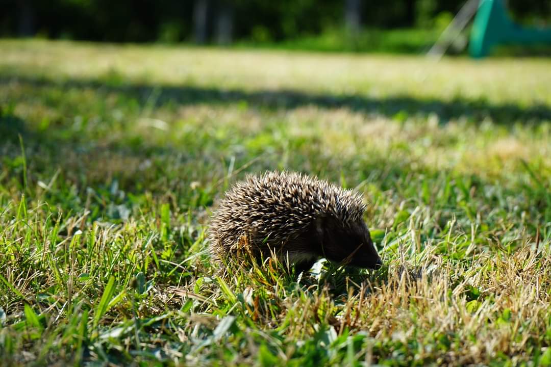 hedgehog