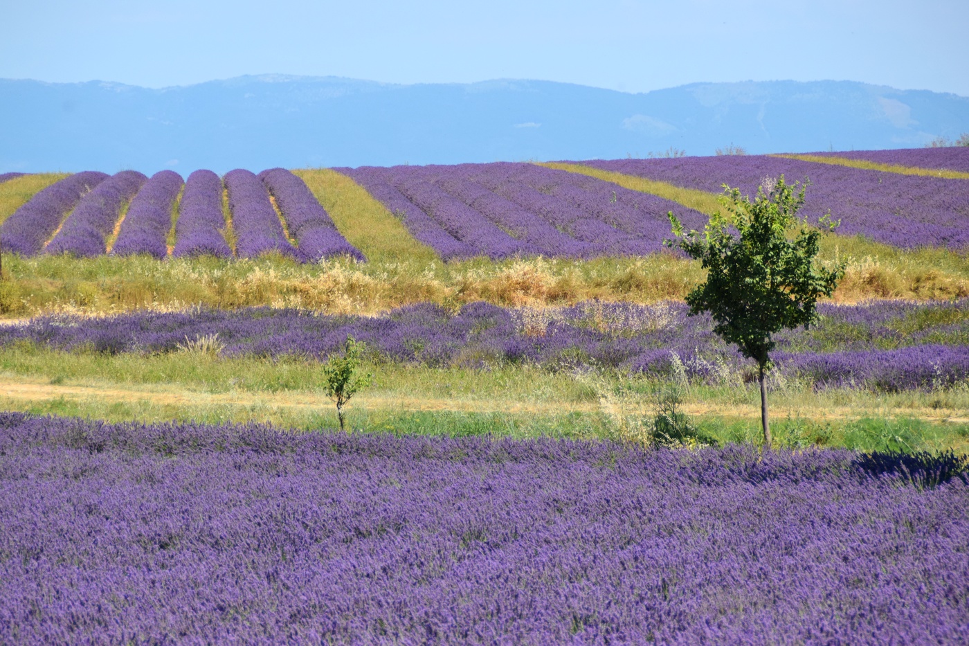 lavender fields