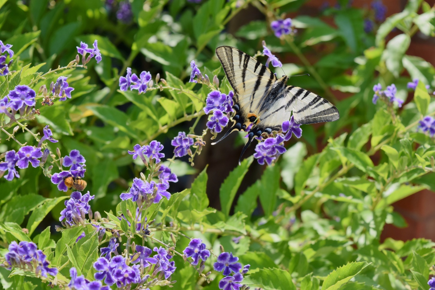 butterfly Iphiclides Podalirio