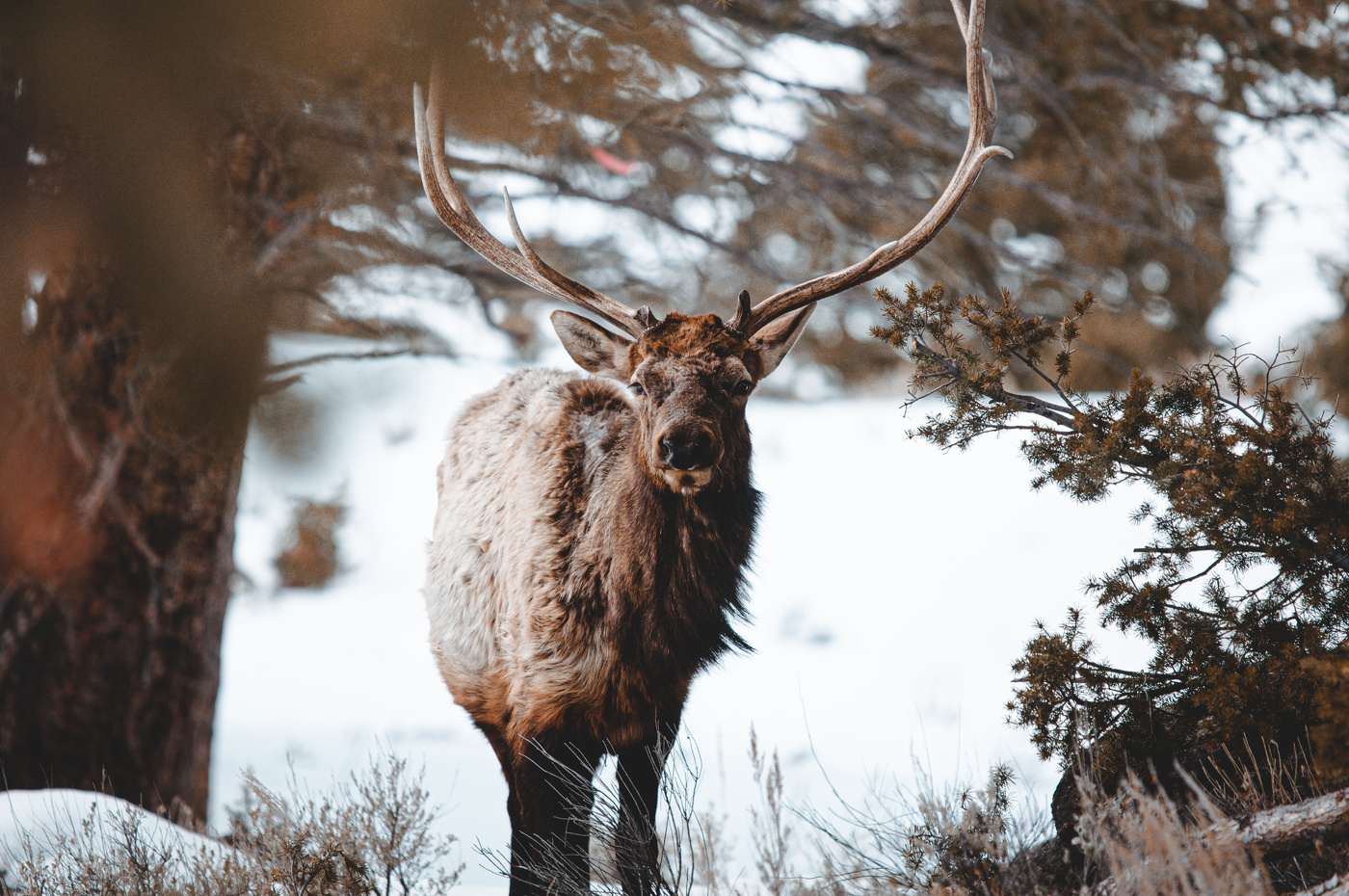 Inquisitive Elk