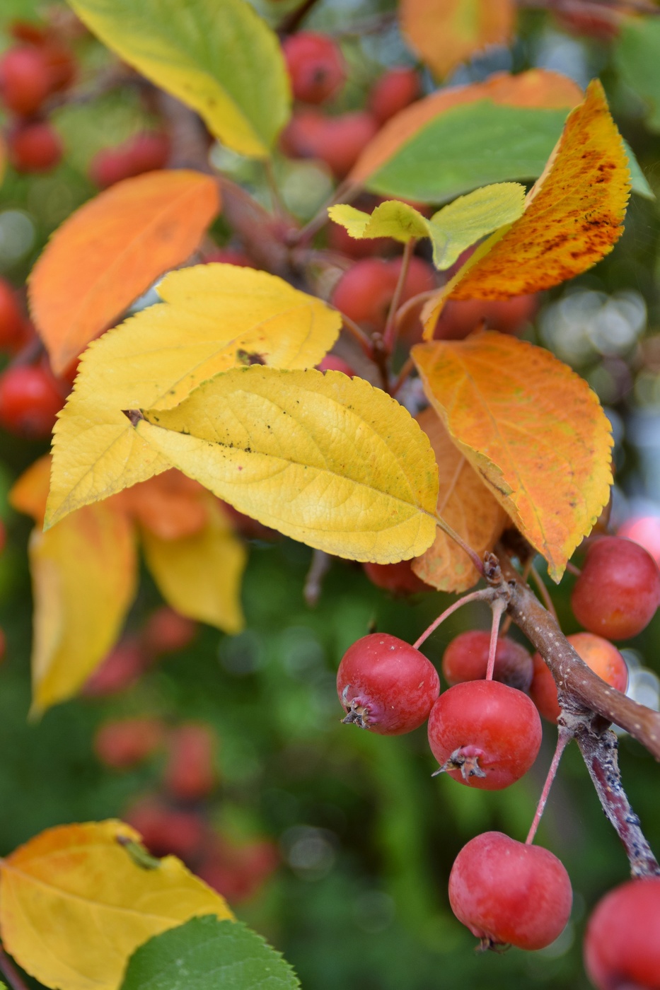 autumn fruits and leaves