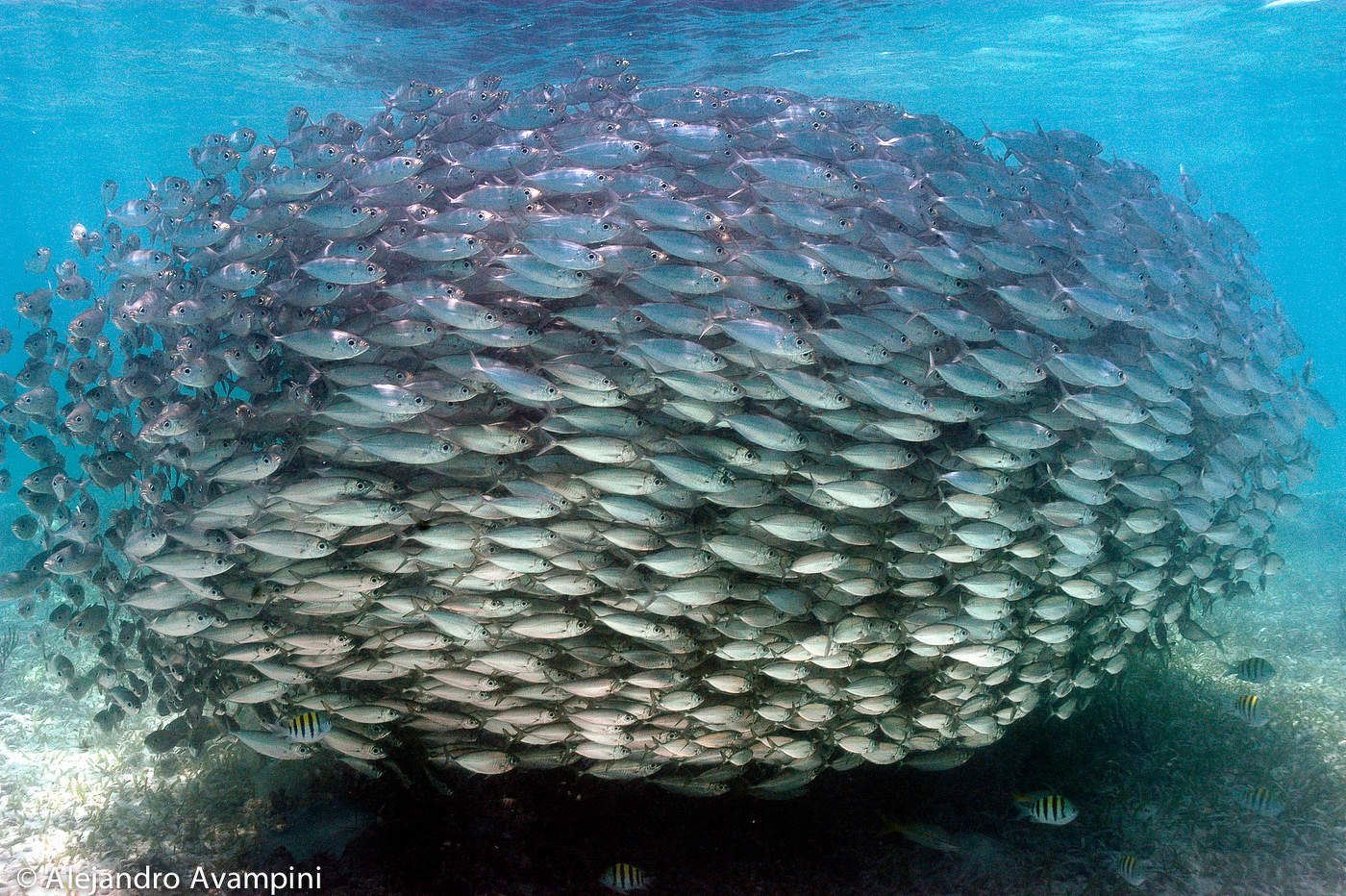 School of fish