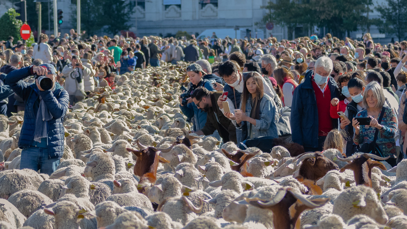 Fiesta de la trashumancia en Madrid