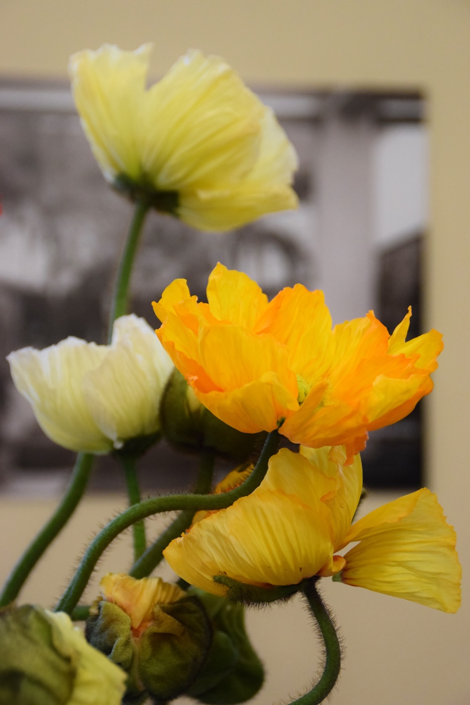 Yellow poppies