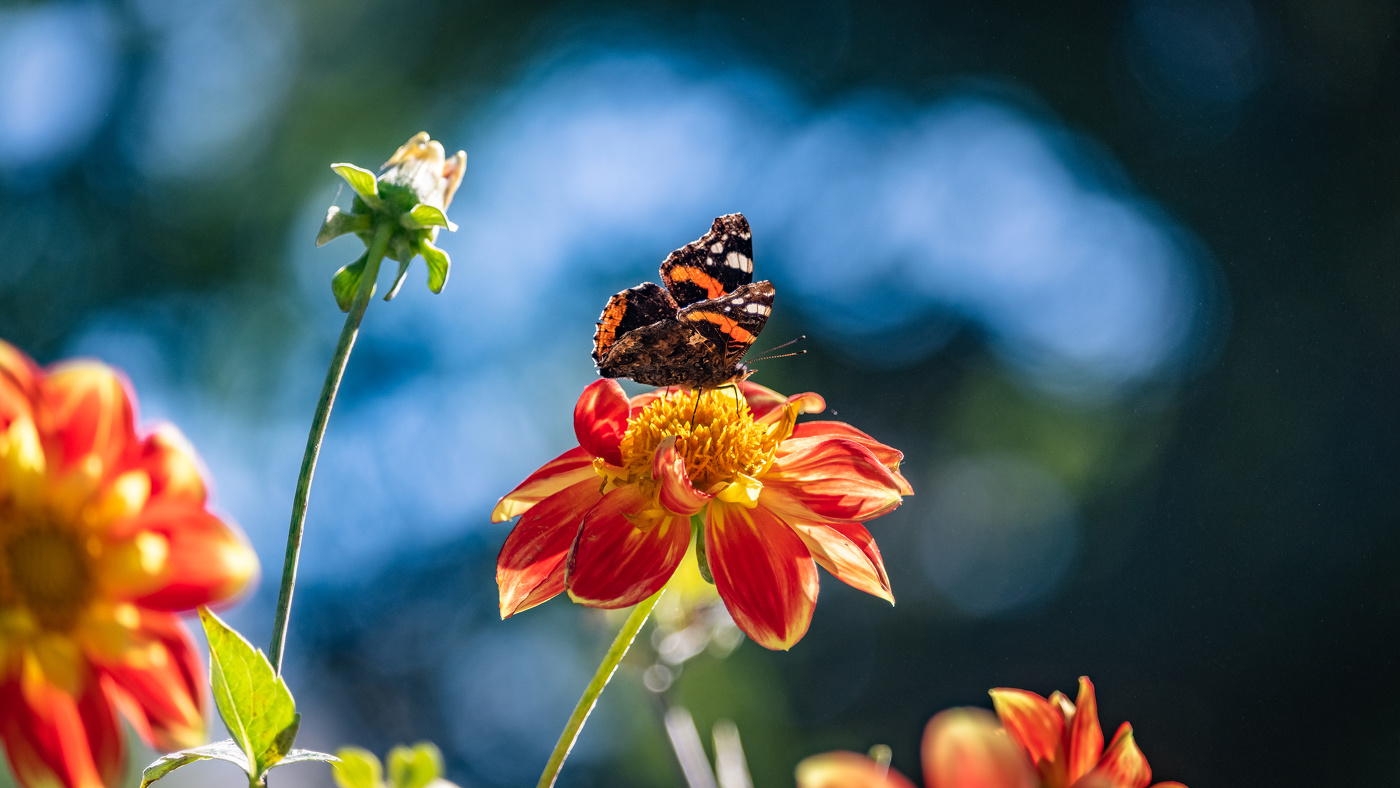 Mariposa posada en la flor