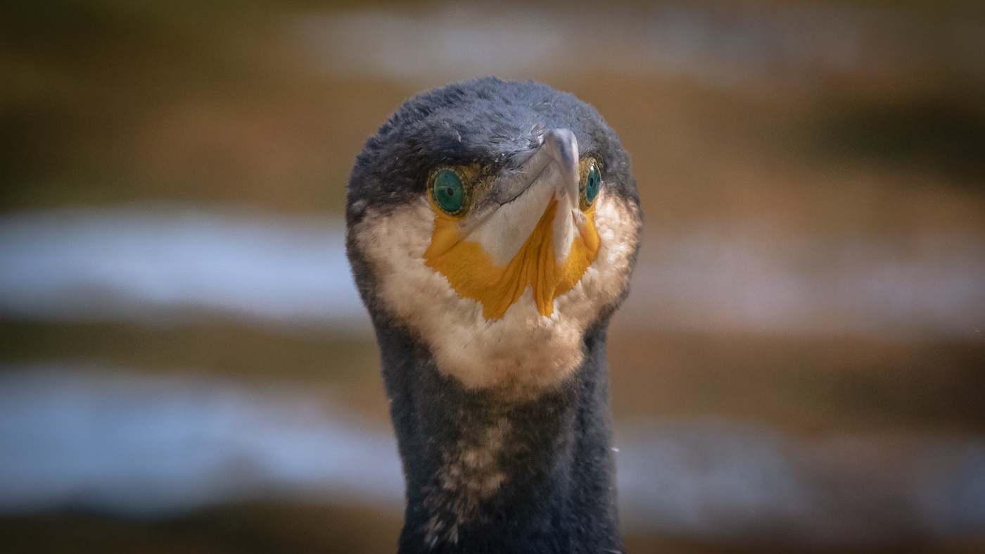 Retrato de cormorán