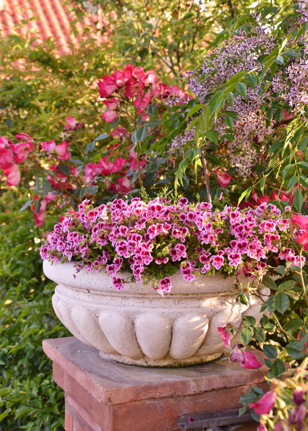 pot of geraniums