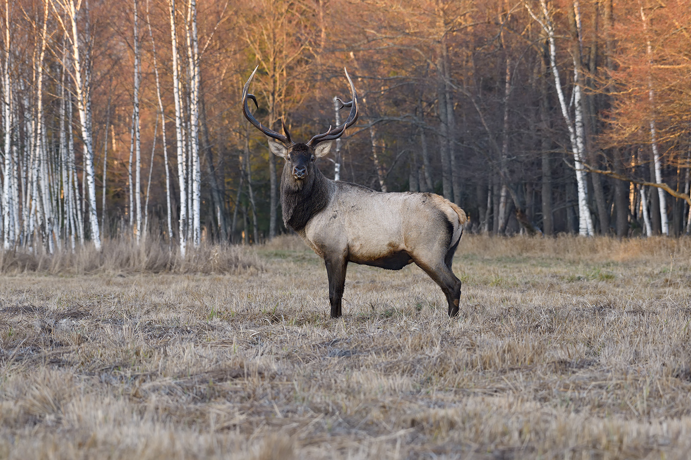 in den herbstlichen Wald