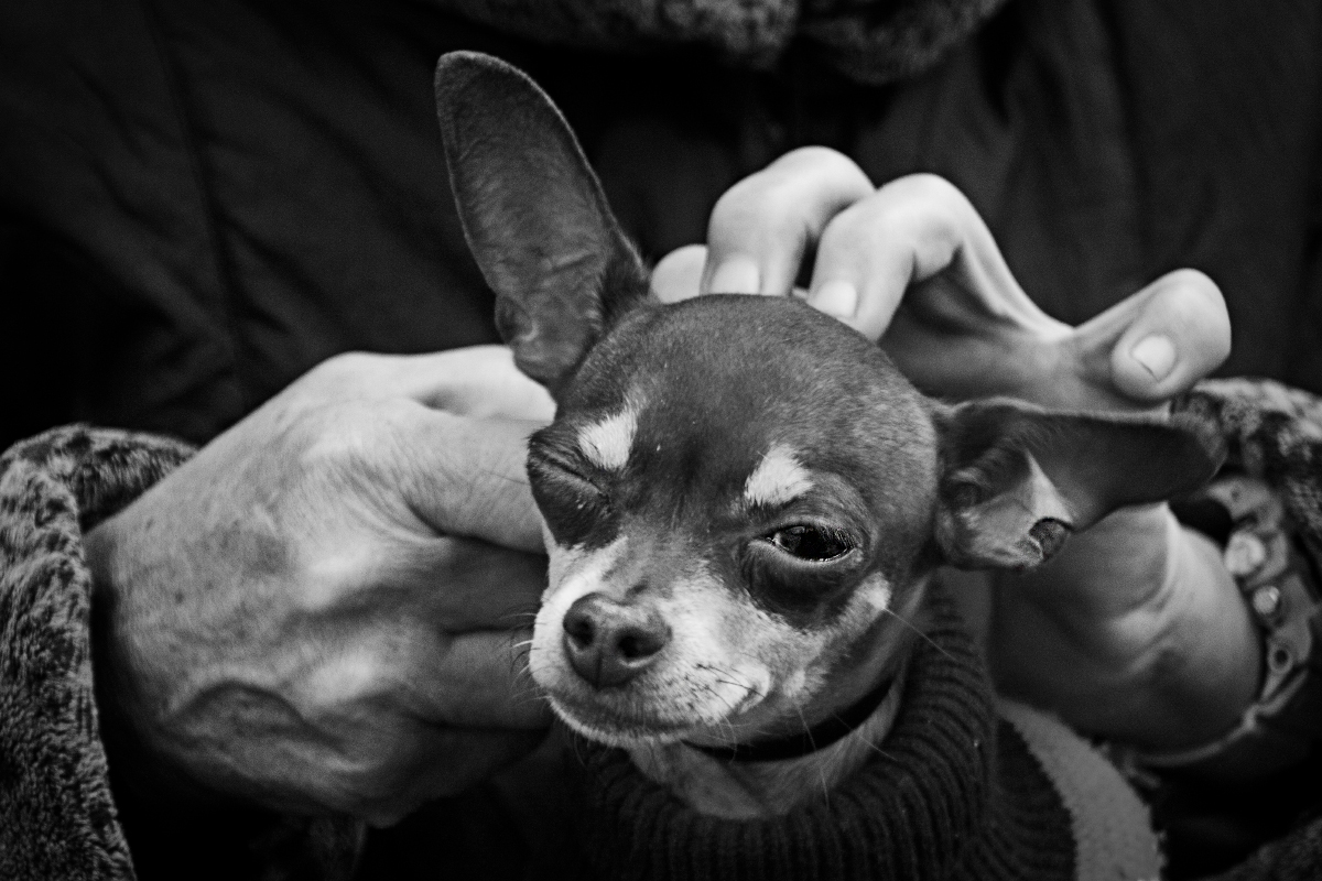 Das Leben ist schön