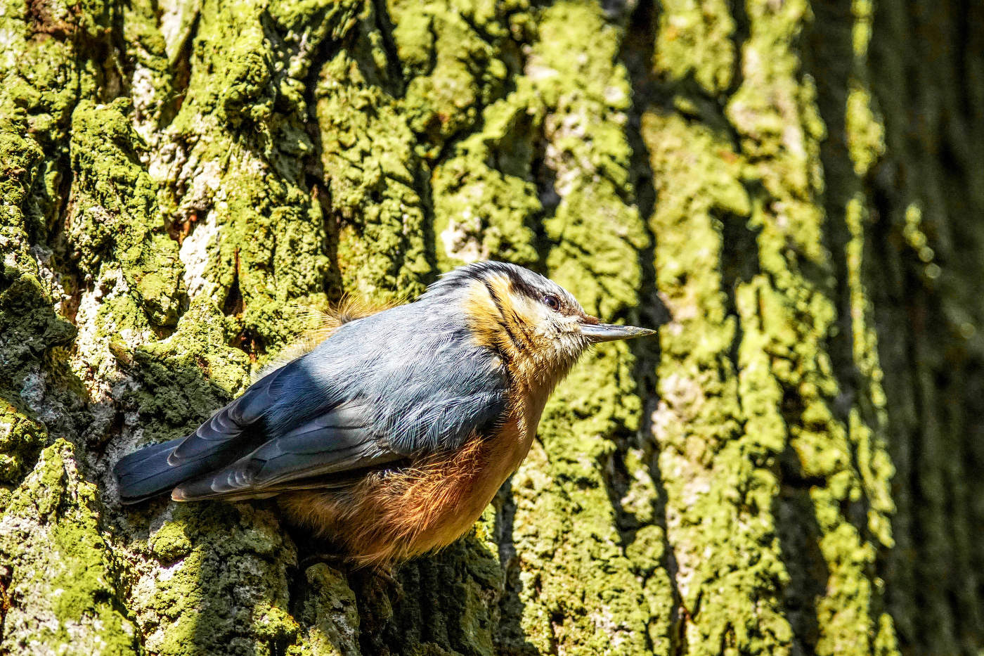 Nuthatch (for Lucie)