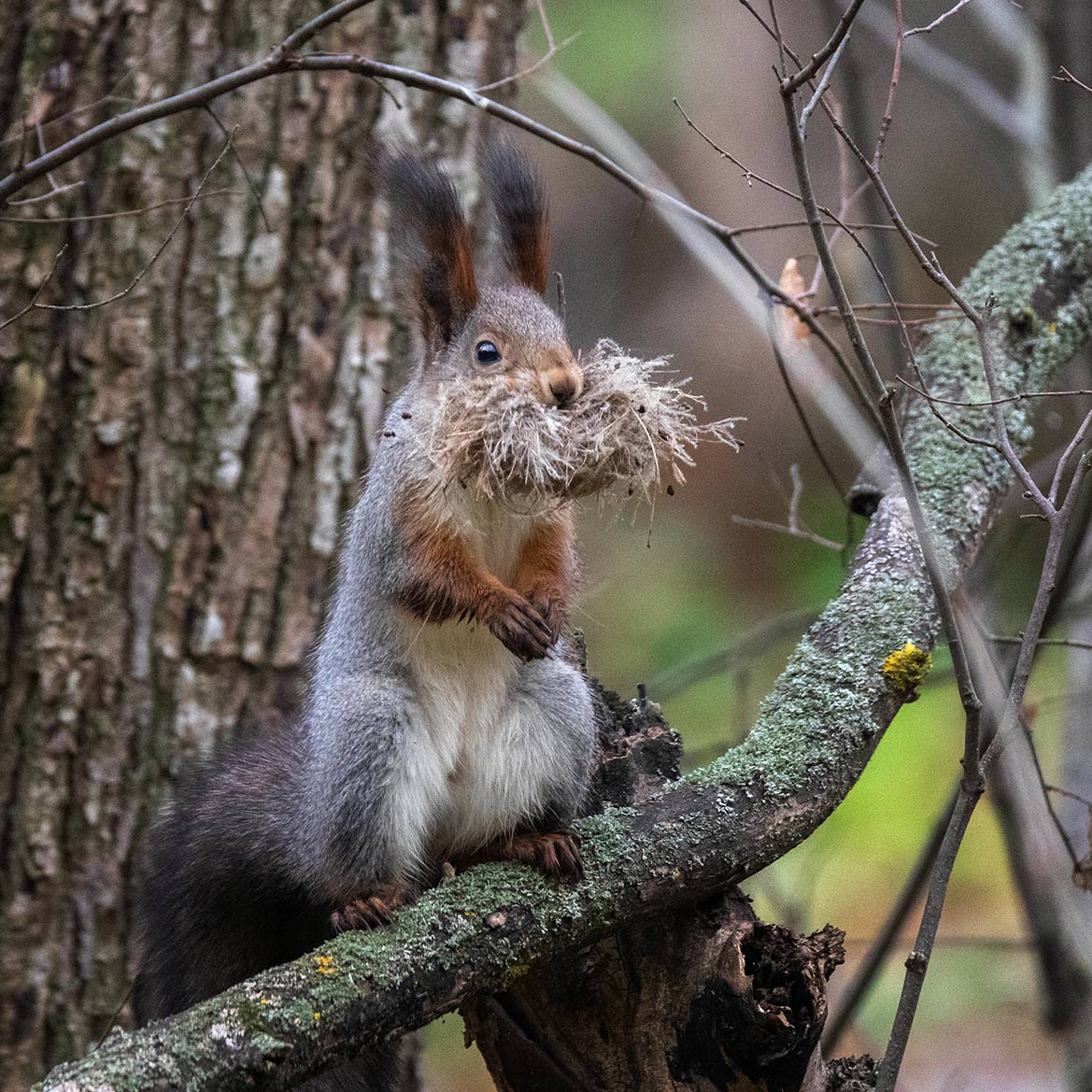 Vorbereitung für Winter