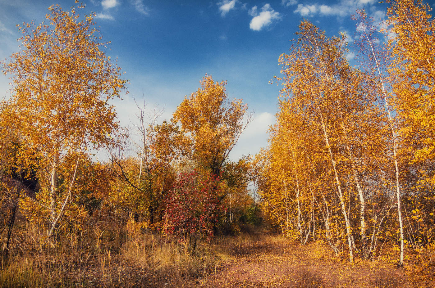 Sie schweigen, Birke ...