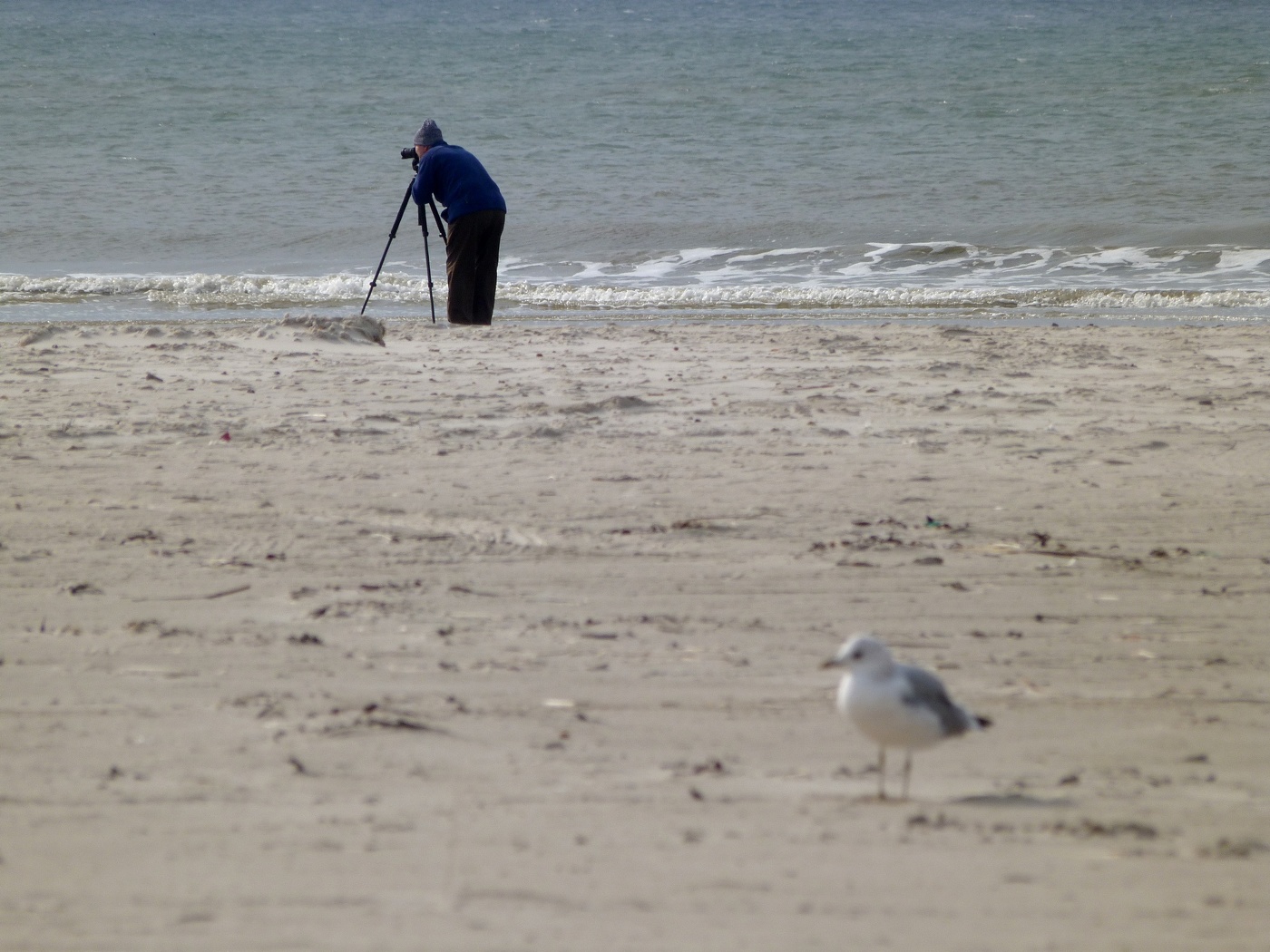 der Fotograf und die Möwe
