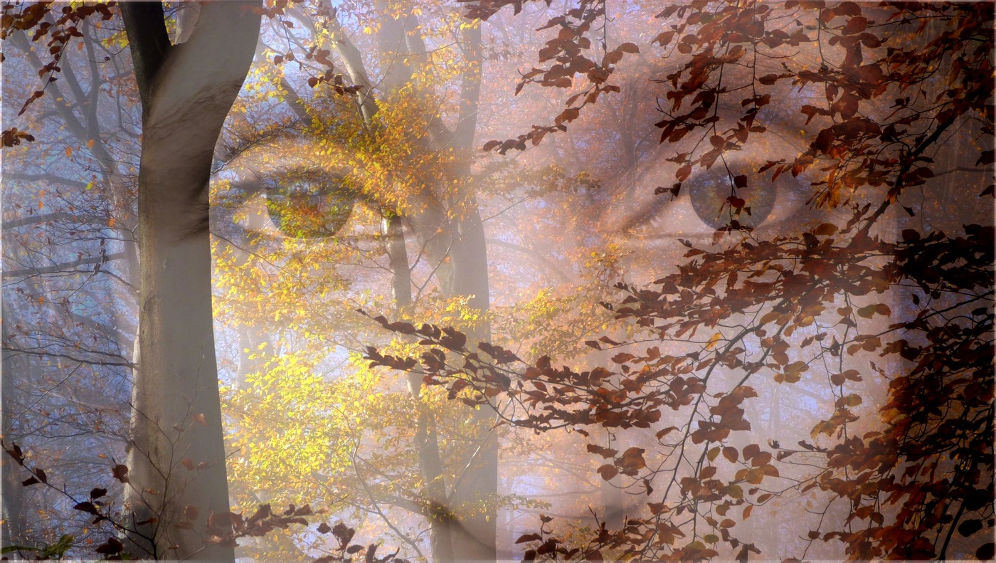 der Klang ihrer Augen