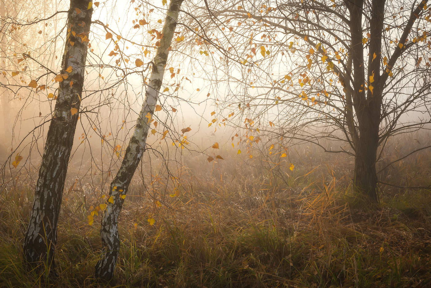 Der Morgen des neuen Tages