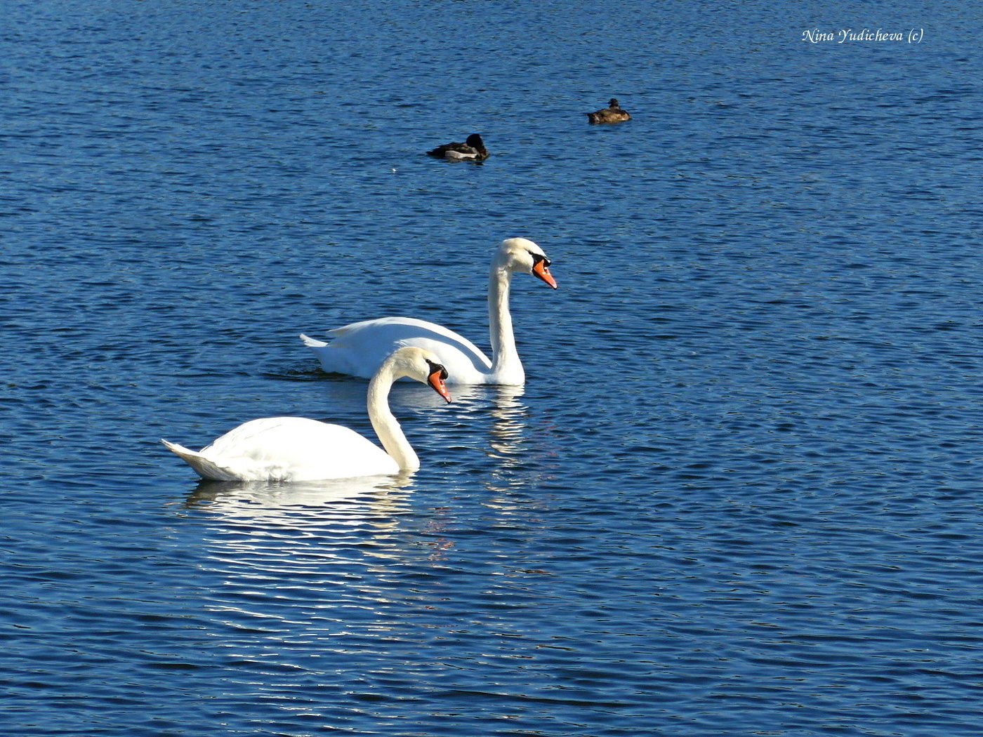 Swans