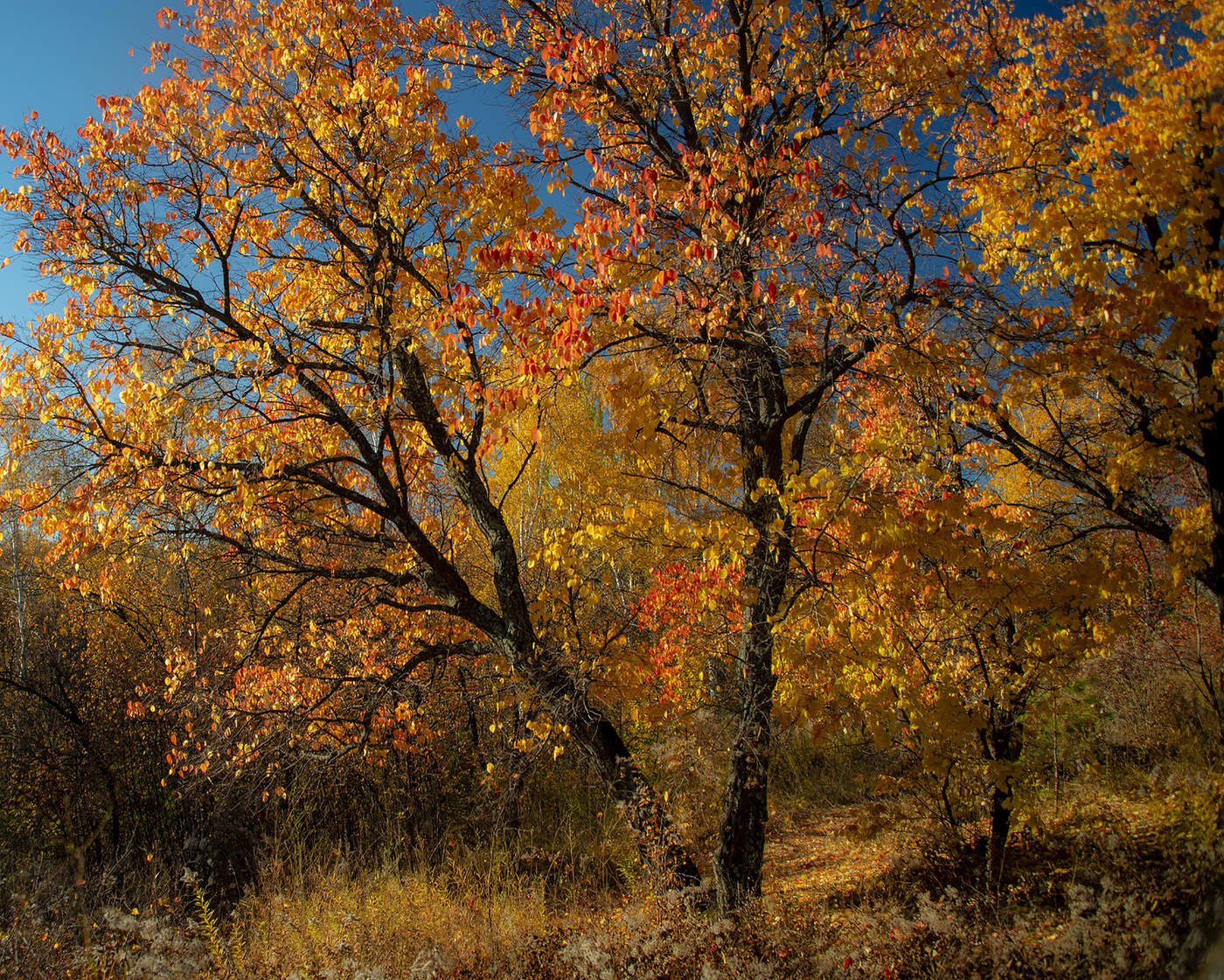 Herbst an der Arboretum