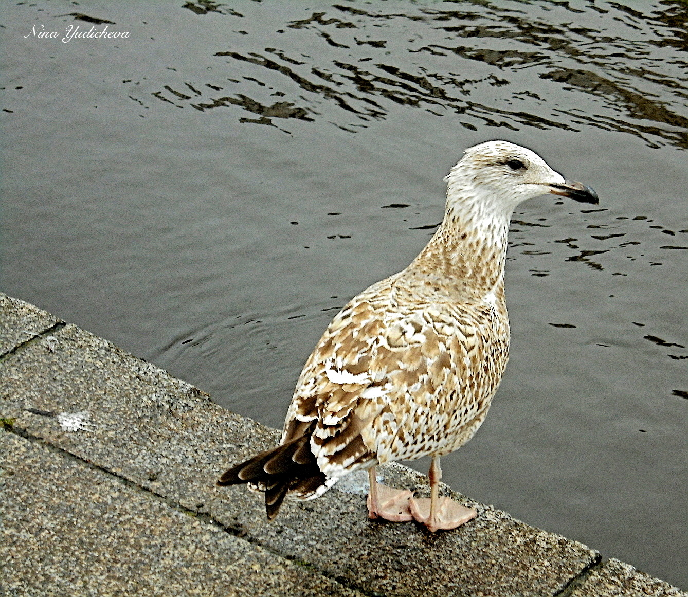 SEAGULL