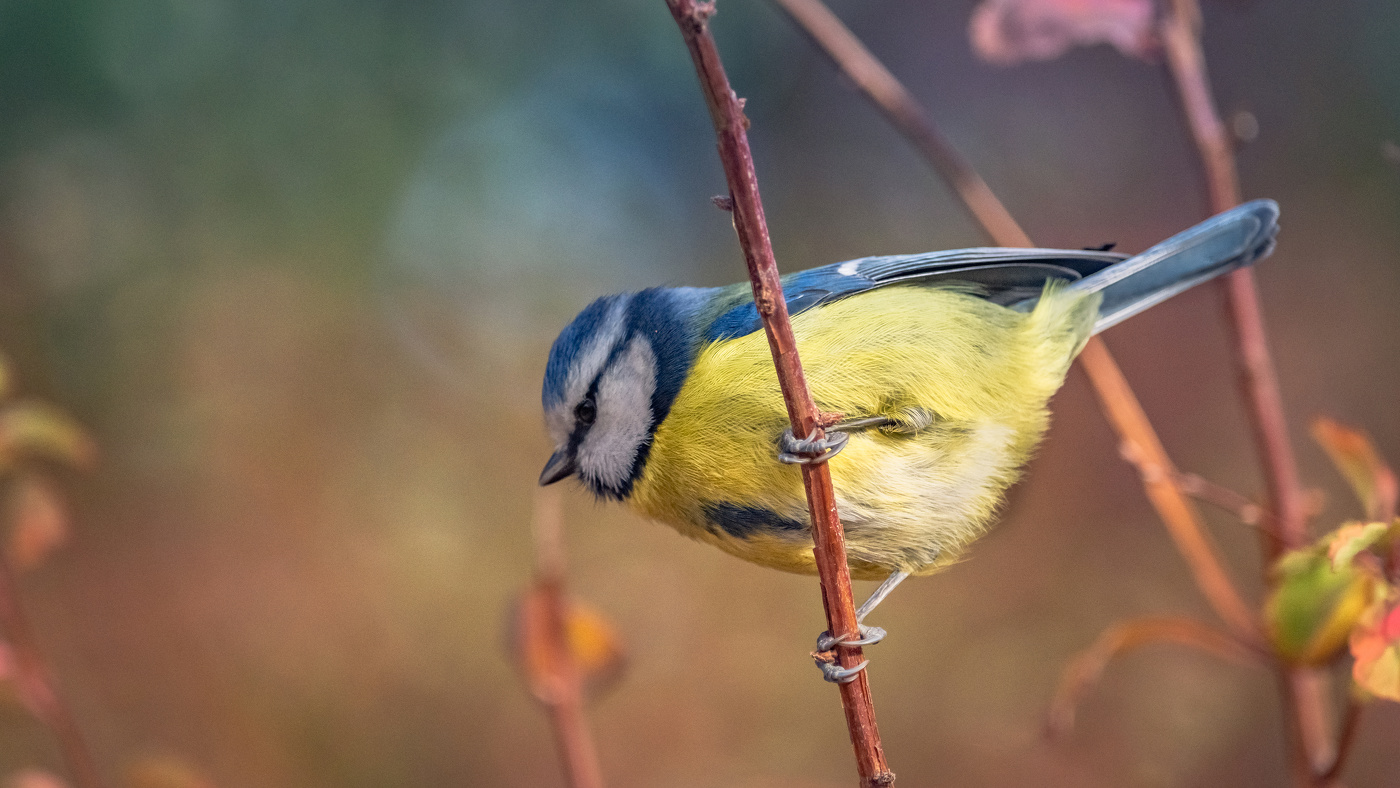 Gusto para todo hoy herrerillo común