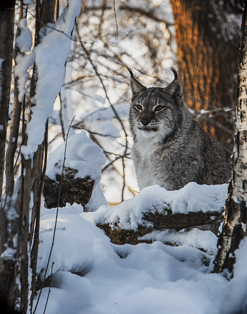 Die Gastgeberin des Waldes