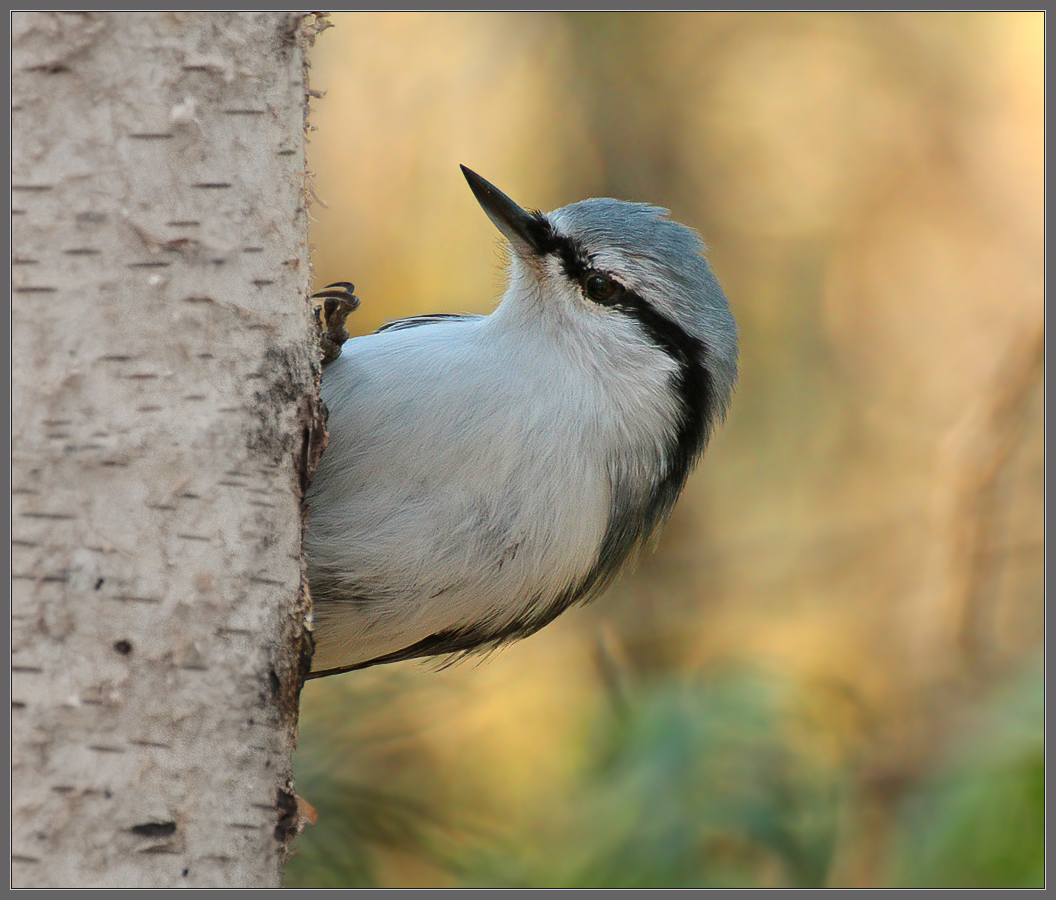 in den herbstlichen Wald