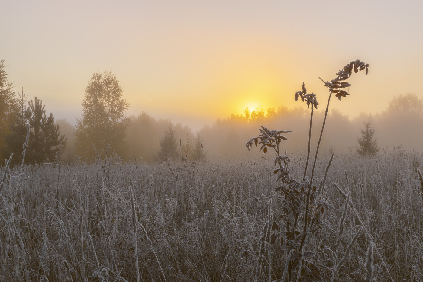 frostigen Morgengrauen