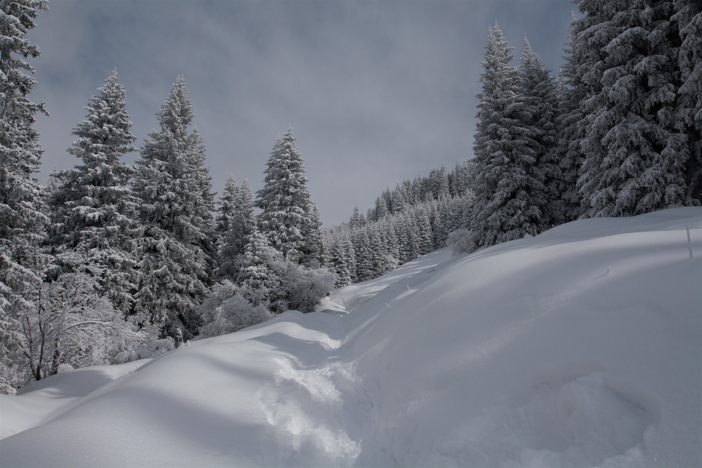 Auf dem frischen Schnee