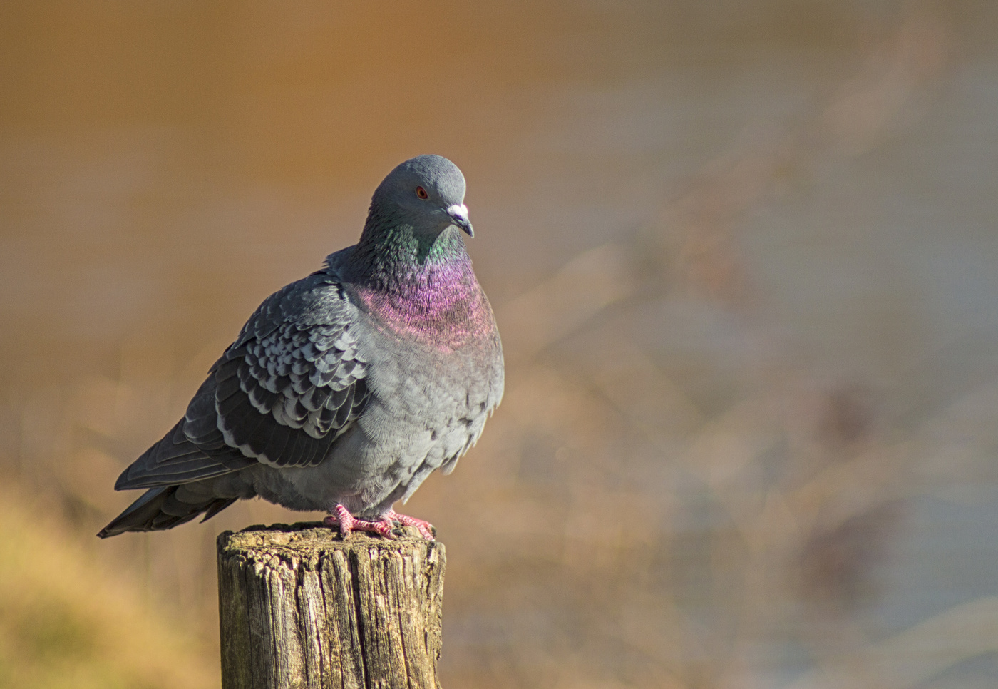 The Pigeon on the Post