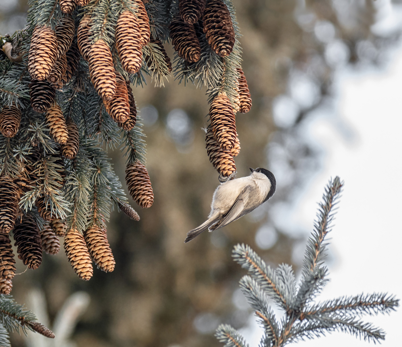 Weihnachten Spielzeug